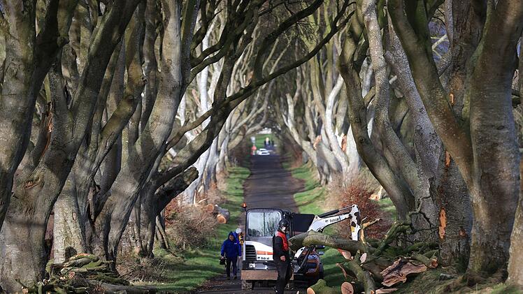 Dark Hedges