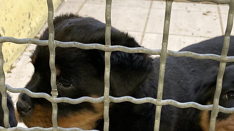 Tierheim Nürnberg nimmt über 100 Welpen auf