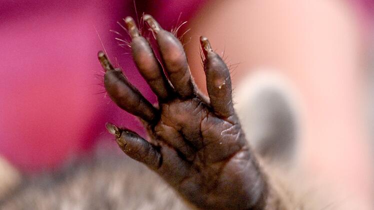 Waschb&auml;r