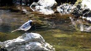 Die Bachstelze fühlt sich in dieser Umgebung am Rodach-Fluss sehr wohl.