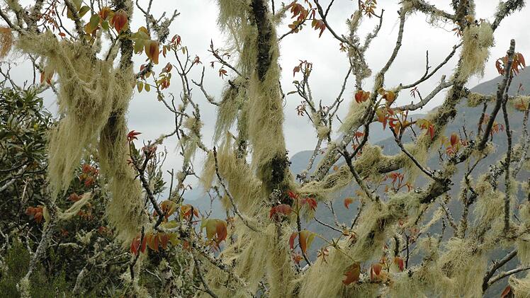 Farnbewachsener Baum Foto: Michael Kraus
