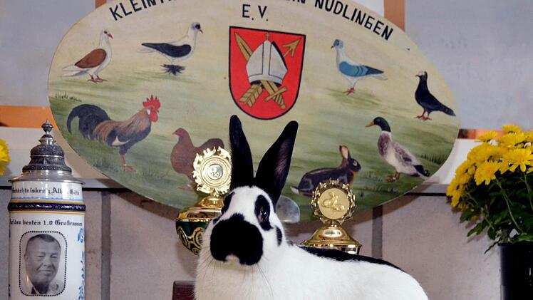 Ein schwarz-weisser "Klein Schecken" vor den Pokalen, die es bei der in Nüdlingen abgehalten Gemeinschafts-Schau zu erringen galt.  Foto: Peter Rauch