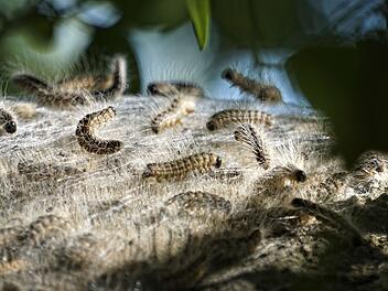 A3/A6/A73/A93: Bek&auml;mpfung des Eichenprozessionsspinners an Autobahnen und Rastst&auml;tten