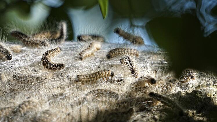 A3/A6/A73/A93: Bek&auml;mpfung des Eichenprozessionsspinners an Autobahnen und Rastst&auml;tten