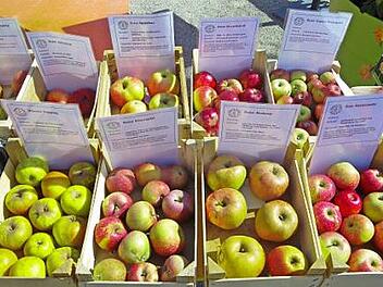 Alles dreht sich um die &Auml;pfel beim 26. Apfelfest in Ebern.  Foto: Harald Amon