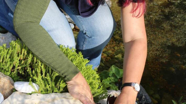 Der Gartenteich ist mit Feldsteinen eingefasst und mit Steingewächsen bepflanzt. Foto: Barbara Herbst