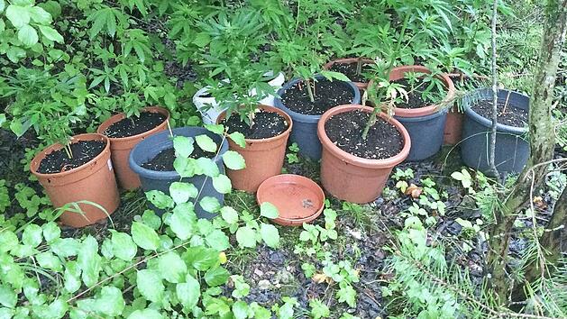Die Marihuana-Pflanzen waren teilweise schon sehr gut gediehen. Foto: Polizei