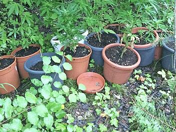 Die Marihuana-Pflanzen waren teilweise schon sehr gut gediehen. Foto: Polizei