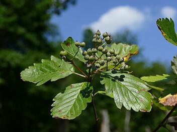 die Hohenester Mehlbeere  - seltene Pflanze