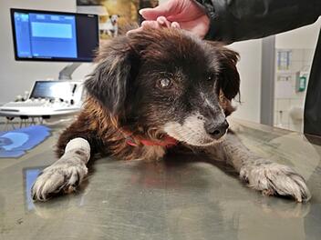Tierheim Feucht bangt um schwer kranke Hündin Romi - "gekommen, um zu sterben?"