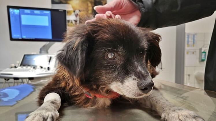 Tierheim Feucht bangt um schwer kranke Hündin Romi - "gekommen, um zu sterben?"