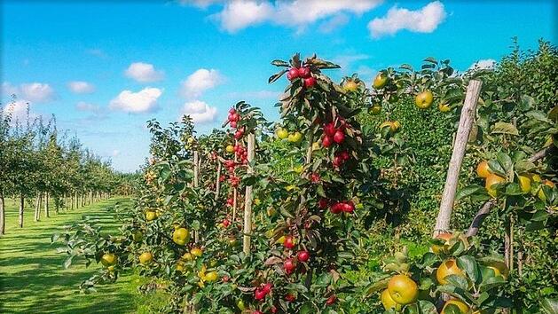 Platzsparende Säulenobstbäume werden immer beliebter. Auch Säulenbeeren werden gerne gepflanzt. Bild: Skitterphoto/pixabay.com
