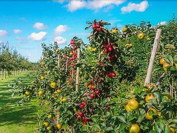 Platzsparende Säulenobstbäume werden immer beliebter. Auch Säulenbeeren werden gerne gepflanzt. Bild: Skitterphoto/pixabay.com