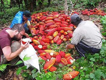 So sehen Kakaoschoten aus. Im Bild Arno Wielgoss (links) mit German Centeno und Yonatan Callo. Das Bild stammt von 2016.  Foto: Archiv Arno Wielgoss
