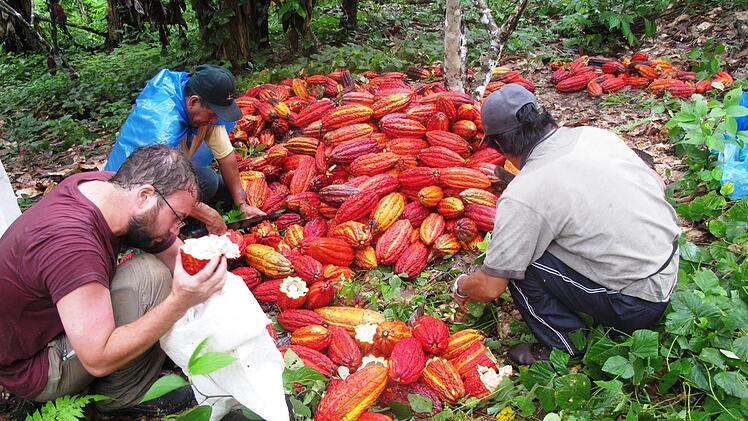 So sehen Kakaoschoten aus. Im Bild Arno Wielgoss (links) mit German Centeno und Yonatan Callo. Das Bild stammt von 2016.  Foto: Archiv Arno Wielgoss