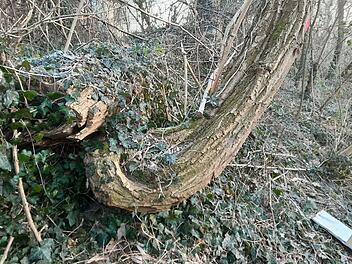 Sicherung der Verkehrssicherheit: Robinienfällung in Bamberg-Gaustadt
