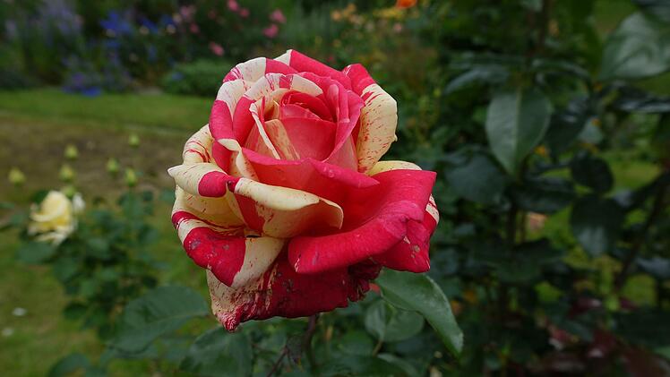 Hunderte Rosenstöcke verwandeln den Garten jedes Jahr in ein Blütenmeer. Foto: Rebecca Vogt