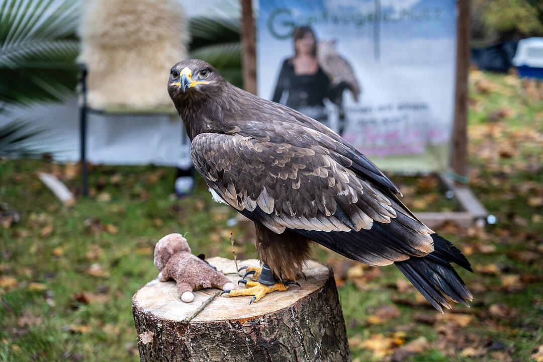 Winterszeit - Magische und zauberhafte Atmosphäre! Winterszeit - Magische und zauberhafte Atmosphäre!
