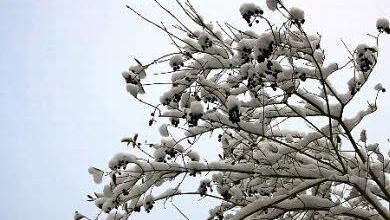 Der Schnee schafft kleine Kunstwerke.  Foto: Katrin Geyer