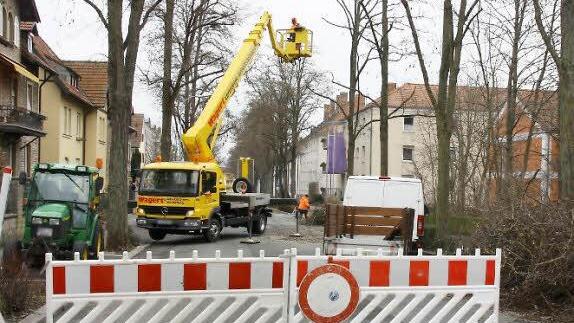 Am heutigen Dienstag gehen die Baumpflege-Arbeiten in der Kanzler-Stürtzel-Straße weiter.