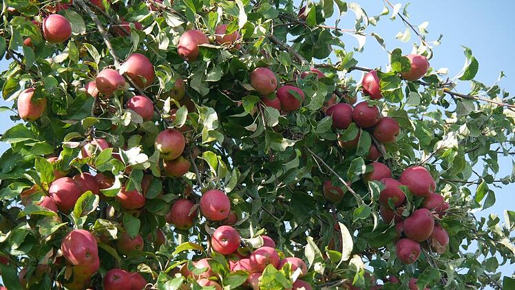 Reiche Ernte 2025: Oberfrankens Streuobstwiesen-Börse hilft