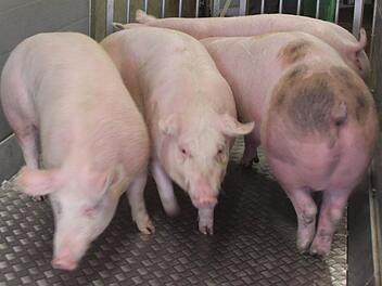 Im Landkreis Kronach wird versucht, die Schweine vor einem Übergreifen der Afrikanischen Schweinepest zu schützen. Foto: Archiv/Friedwald Schedel