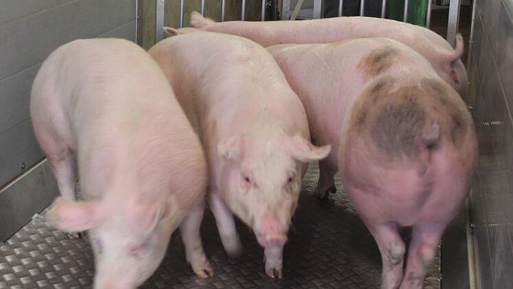 Im Landkreis Kronach wird versucht, die Schweine vor einem Übergreifen der Afrikanischen Schweinepest zu schützen. Foto: Archiv/Friedwald Schedel