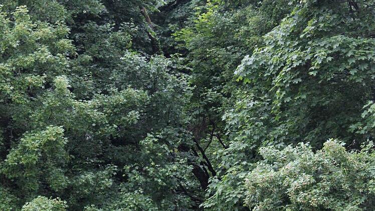Im baumbewachsenden Hang vor Dippach sind bereits weitere Bäume abgerutscht, die derzeit noch von anderen Bäumen gehalten werden. Im Bild liegt ein abgerutschter Stamm auf dem Baum links im Vordergrund auf. Foto: Lösch