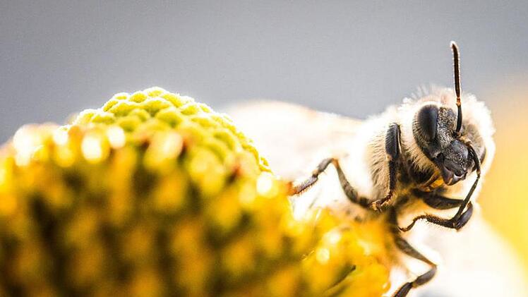Die Existenz der Honigbienen ist auch bei uns gefährdet.