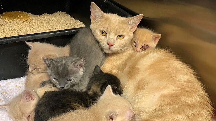 Wermerichshausen: Vermeintliches Kuschelfoto von Tierheim zeigt "gigantisches Tierleid mitten unter uns"