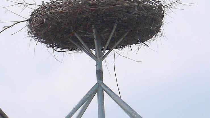 Die Störche auf dem Hessenhof sind noch kräftig mit dem Nestbau beschäftigt. Foto: Berthold Köhler
