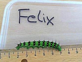 Raupe Felix bei der zweiten Untersuchung seines Lebens. Er ist stolze fünf Zentimeter groß. Fotos: Verena May