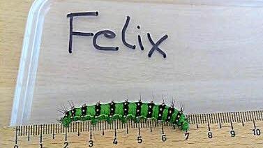 Raupe Felix bei der zweiten Untersuchung seines Lebens. Er ist stolze fünf Zentimeter groß. Fotos: Verena May