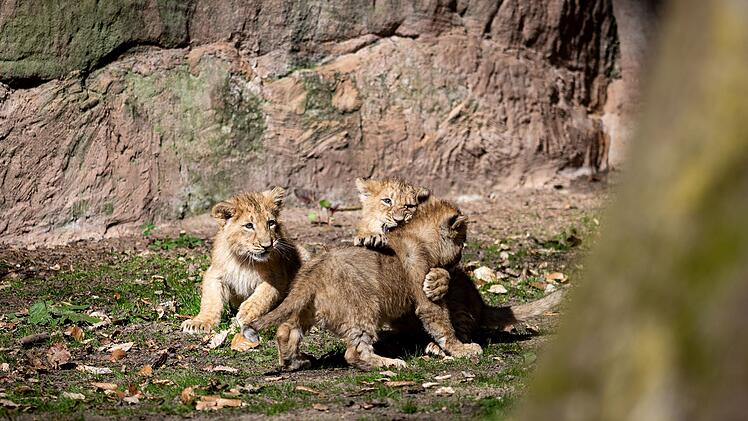 Schreck im Tiergarten N&uuml;rnberg: L&ouml;wenmutter rettet ihre Babys aus Wasser