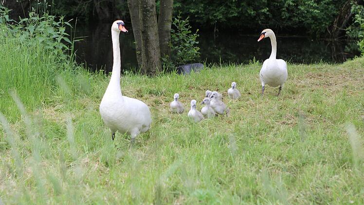 Die Schwanenfamilie befindet sich jetzt in Gundelsdorf. Foto: Jan Koch