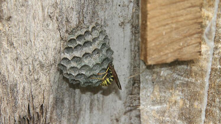 Spannung pur: Wenn Besucher die Einsiedlerwespe beobachten.