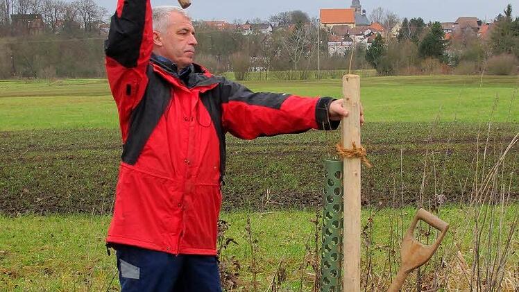 Der Runzengraben ist mit seinen betagten Pappelriesen ein unter Fachleuten anerkanntes, wertvolles Vogelbiotop in der Marktzeulner Rodachaue. Eine Nachpflanzung mit Schwarzpappeln soll auch in Zukunft dafür sorgen, dass das Großgrün am Ortsrand erhalten bleibt. Foto: Thomas Neder