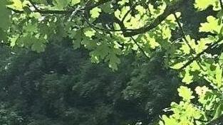 Enten-Floß in der Regnitz  Foto: gg