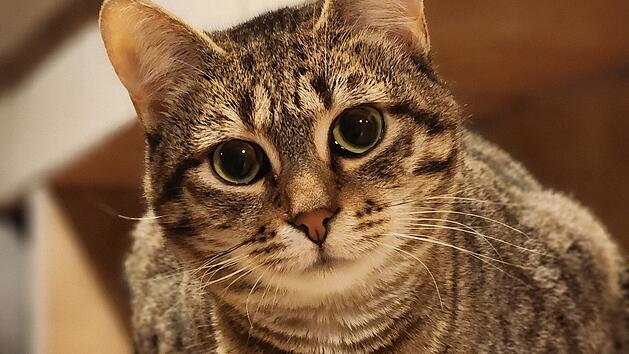Tierheim Oberndorf zeigt zuckers&uuml;&szlig;es Katzenvideo - "bezauberndste Stimme"