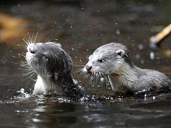 So possierlich die Tierchen auch sind: Teichwirte fürchten sie, denn sie richten großen Schaden an. Foto: Petr David Josek/AP/dpa