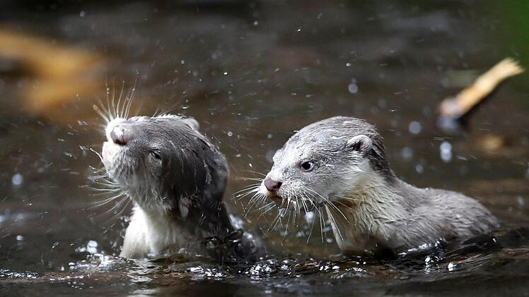 So possierlich die Tierchen auch sind: Teichwirte fürchten sie, denn sie richten großen Schaden an. Foto: Petr David Josek/AP/dpa