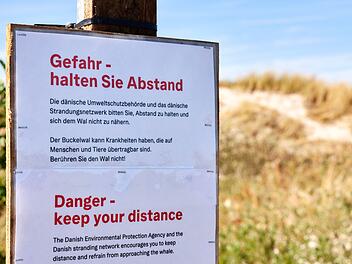 Toter Wal vor d&auml;nischer Insel Anholt