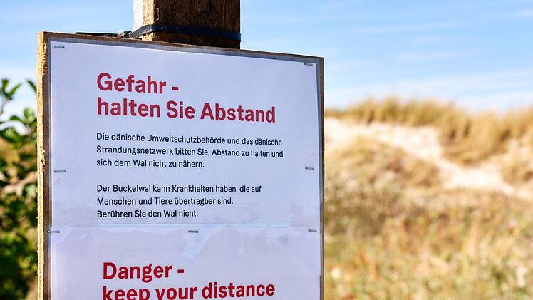 Toter Wal vor d&auml;nischer Insel Anholt