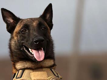 Hund erschn&uuml;ffelt Drogen beim Gassigehen