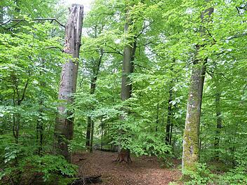 Buchen im Steigerwald bei EbrachFoto: Ronald Rinklef