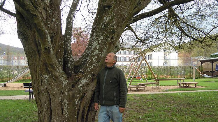 Robert Hildmann, Leiter der Schlossgärtnerei, vor der Eichenblättrigen Hainbuche, stattliche 150 Jahre alt und 20 Meter hoch. Das Besondere: Der Baum trägt zwei verschiedene Blätter. Foto: Julia Raab