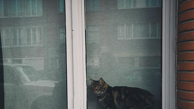 Ein Mann entdeckte seinen entlaufenen Kater im Fenster einer Wohnung: Ein 58-J&auml;hrige hatte ihn trotz Tierhalteverbot bei sich aufgenommen und weigerte sich ihn zur&uuml;ckzugeben. Symbolbild: Gaelle Marcel/Unsplash.com