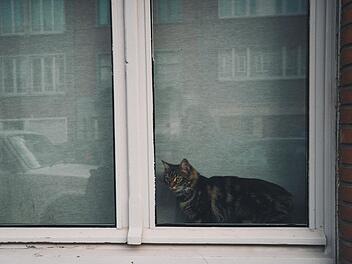 Ein Mann entdeckte seinen entlaufenen Kater im Fenster einer Wohnung: Ein 58-Jährige hatte ihn trotz Tierhalteverbot bei sich aufgenommen und weigerte sich ihn zurückzugeben. Symbolbild: Gaelle Marcel/Unsplash.com
