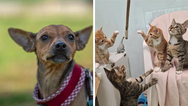 Tierheim N&uuml;rnberg zieht wegen aktueller Situation die Rei&szlig;leine - "nie so massiv wie jetzt"