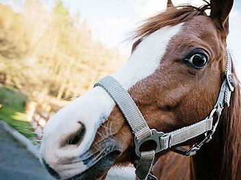 Dieses Pony mit dem Spitznamen "Zwiebel" lebt auf einem Küpser Reiterhof. Im Ponykarussell wird es nicht eingesetzt, geritten schon. Foto: Hendrik Steffens